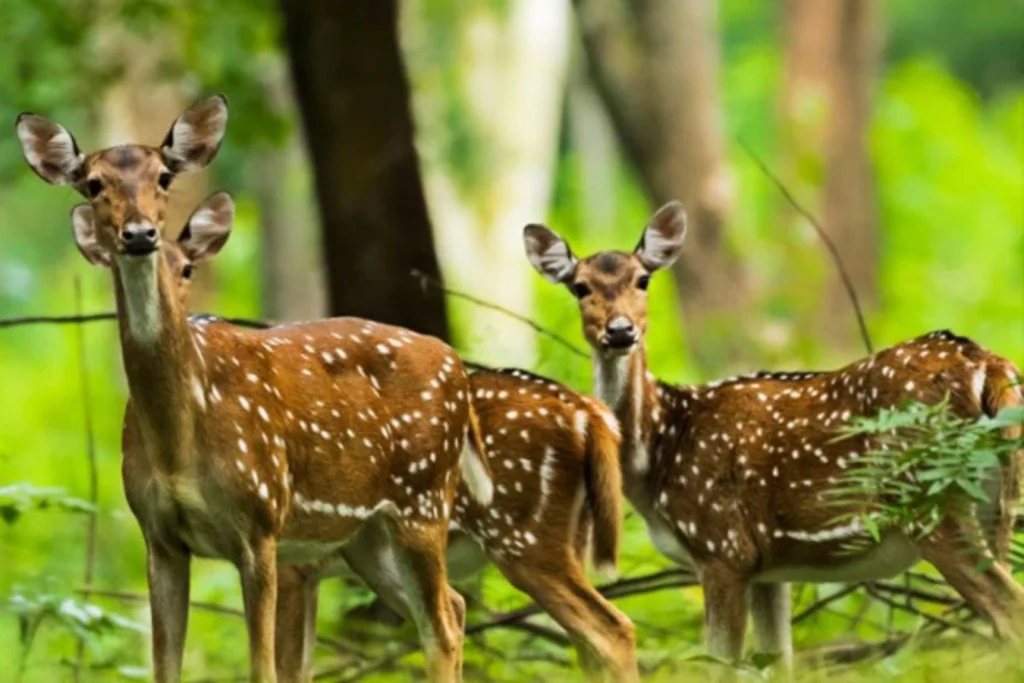 Wildlife Sanctuaries in Kerala
