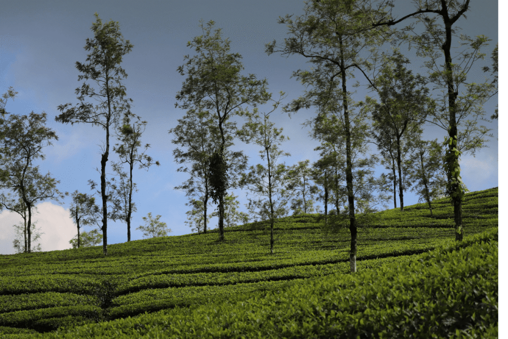 Munnar: The Iconic Hill Station