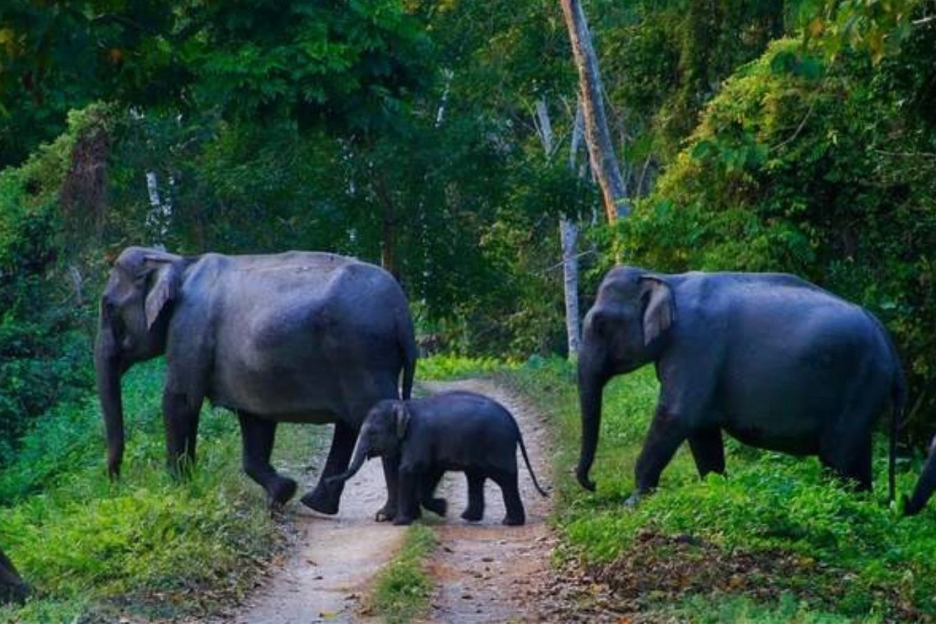 Top 6 National Parks in Kerala