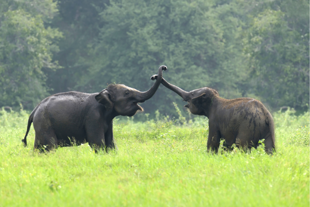 Best Places to Visit in Kerala: Thekkady—Wildlife & Spice