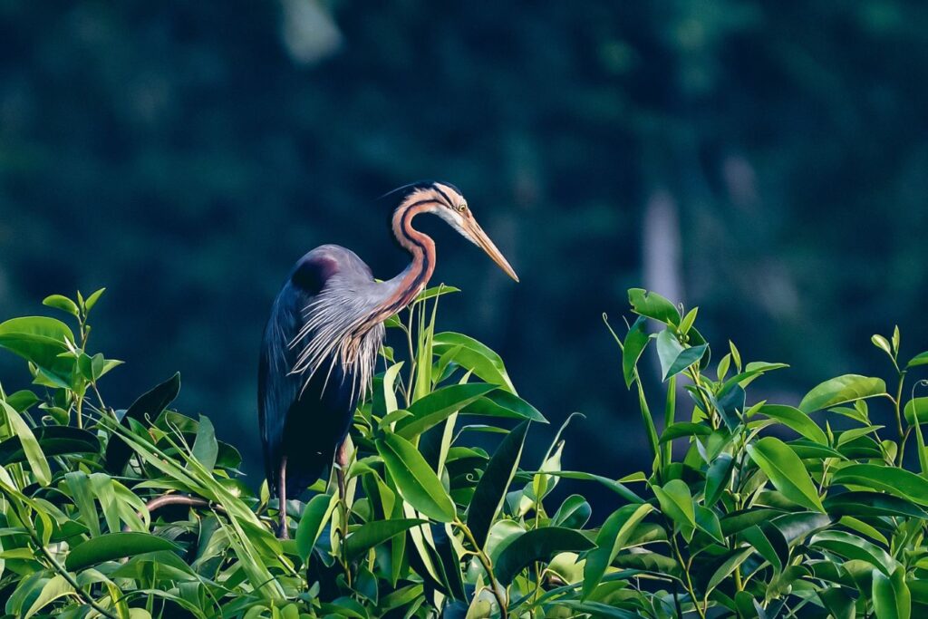 kumarakom Backwater 
travel guide
