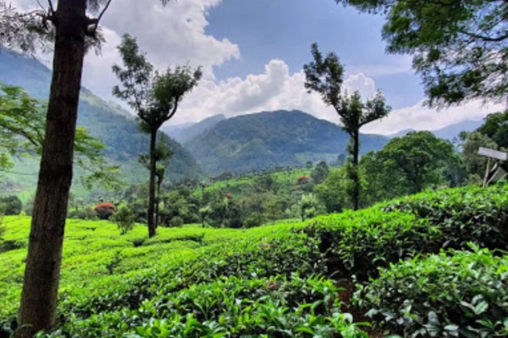 Mathikettan Shola National Park-top 6 national parks in kerala