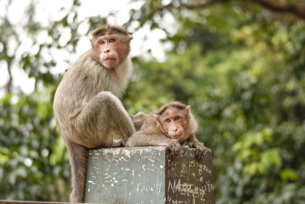 best pace in Wayanad