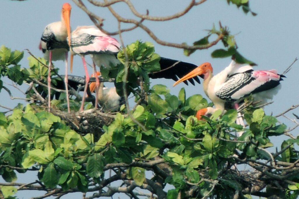 Kumarakom Bird Sanctuary 