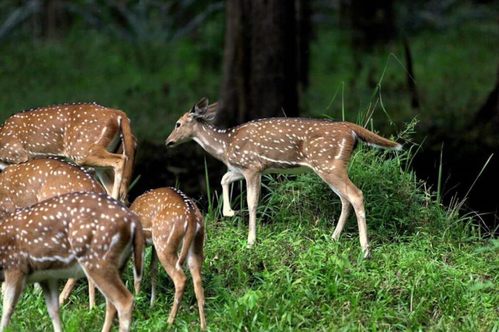Muthanga Wildlife Sanctuary