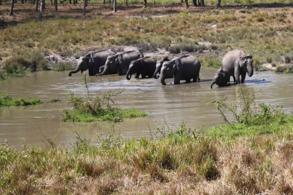 Muthanga Wildlife Sanctuary