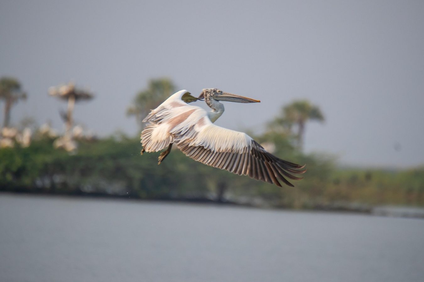 kumarakom bird sanctuary