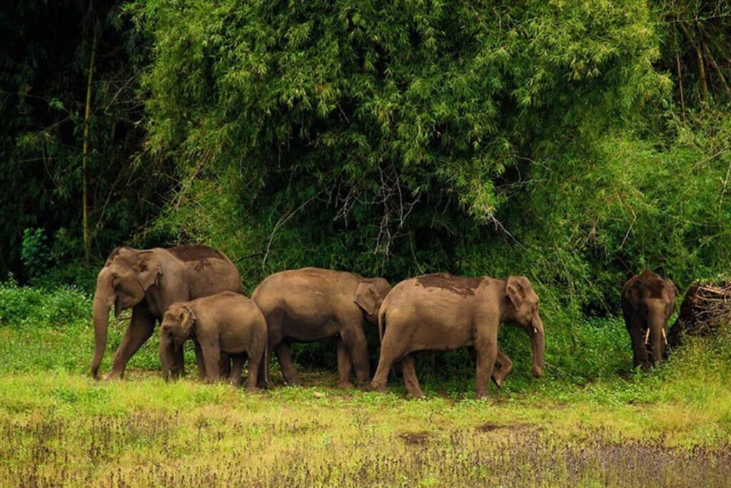 Tholpetty Wildlife Sanctuary