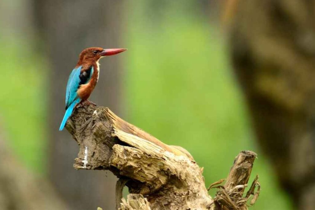 tholpetty wildlife sanctuary