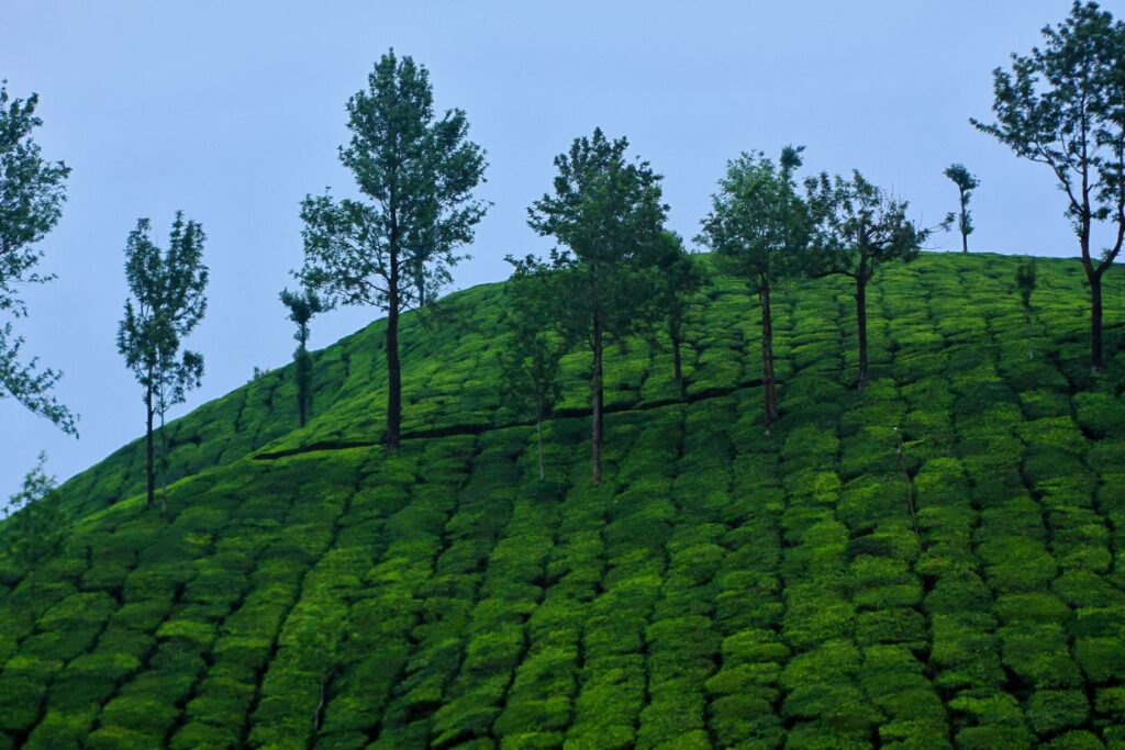 Top 10 Places to Visit in Munnar