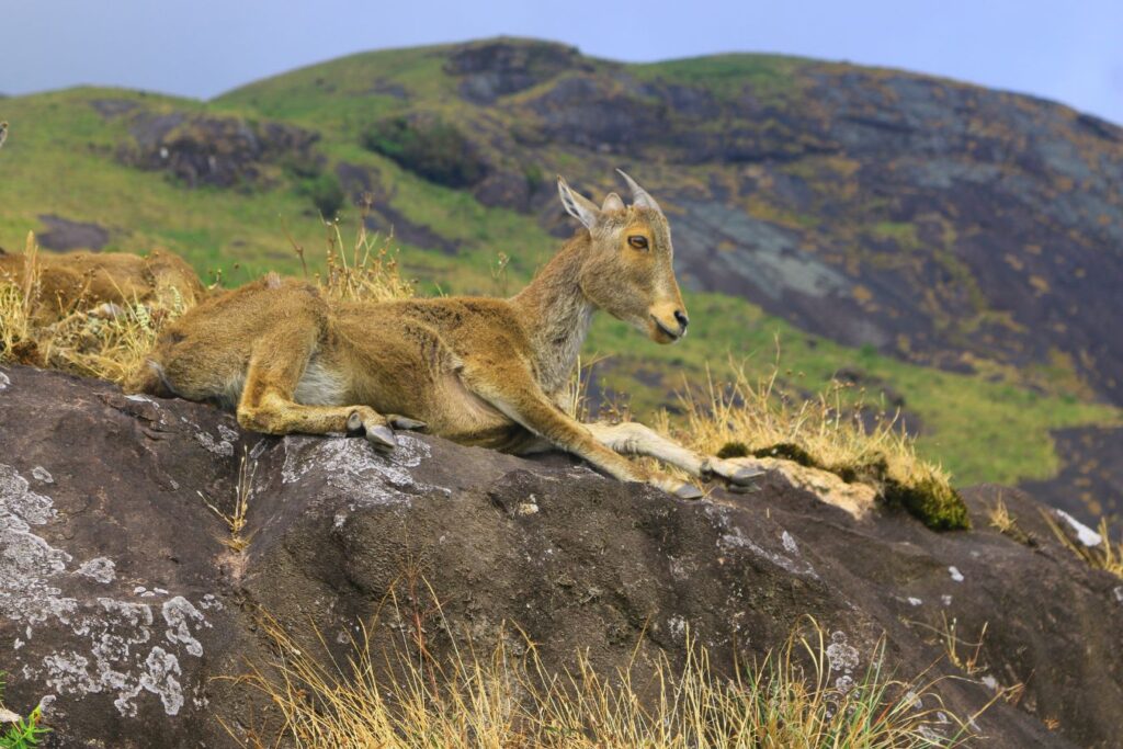 Top 10 Places to Visit in Munnar- eravikulam national park