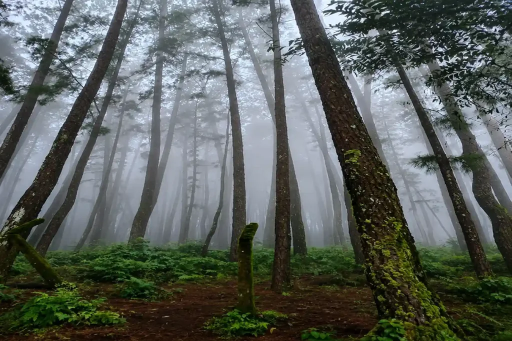 Vagamon Pine Forest- Places to Visit in Vagamon in 2 Days