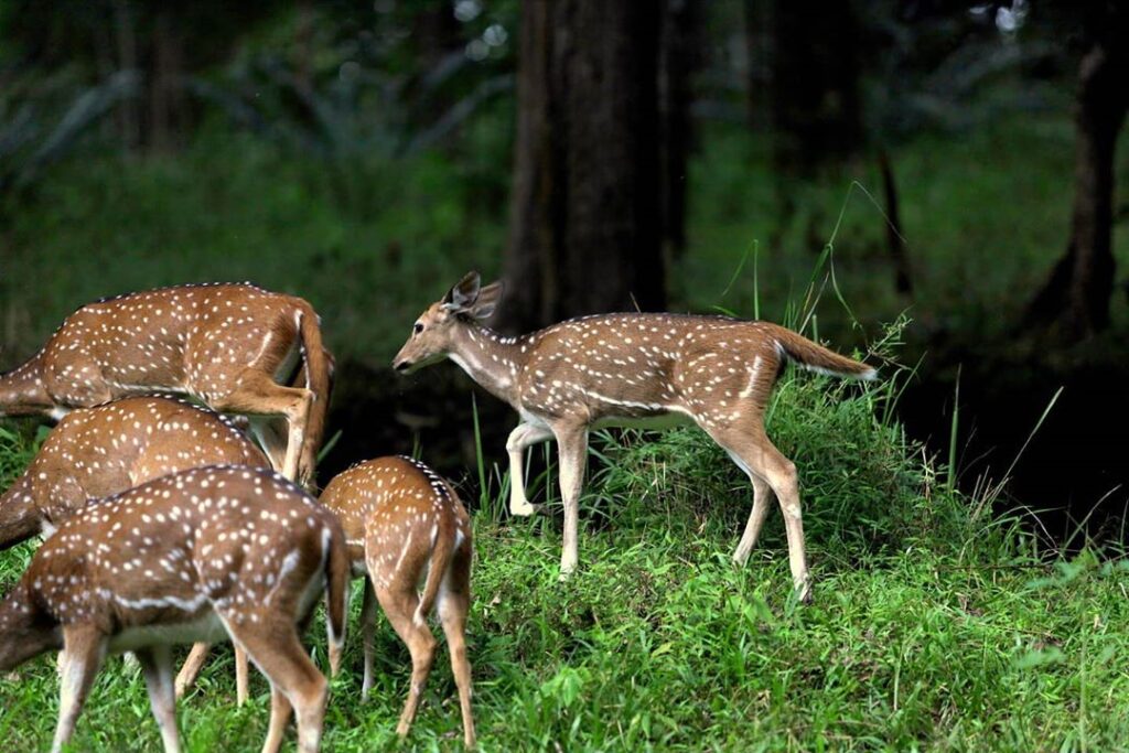 Trekking Spots in Wayanad